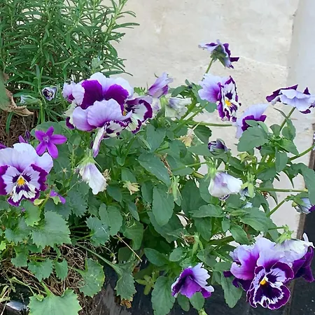 “den Gamle Lade I Hejls”