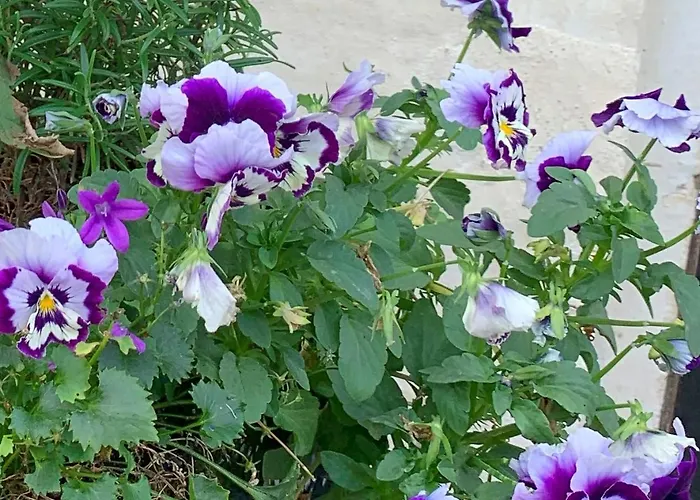 “den Gamle Lade I Hejls”